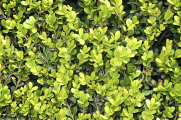 Obraz premium Green hedge close up texture