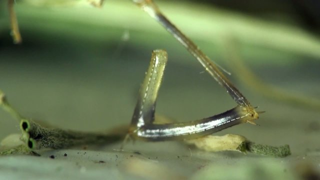 Insect macro: Scutigera coleoptrata s the house centipede or hundred-legged is a typically yellowish centipede