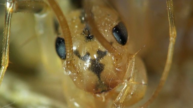 Insect macro: Scutigera coleoptrata s the house centipede or hundred-legged is a typically yellowish centipede