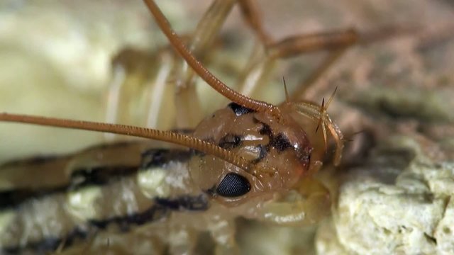 Insect macro: Scutigera coleoptrata s the house centipede or hundred-legged is a typically yellowish centipede