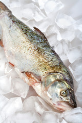 fresh fish on ice