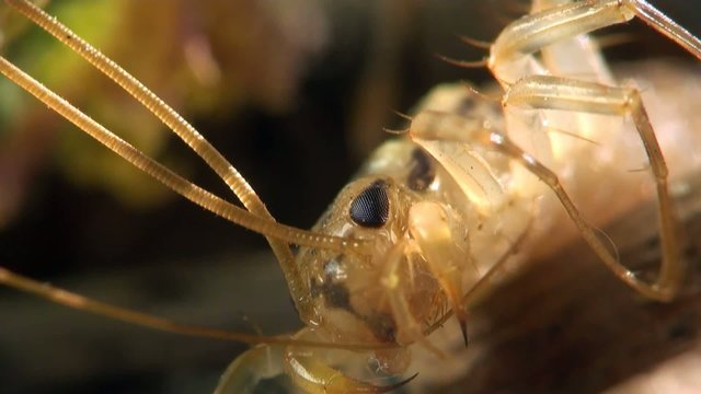 Insect macro: Scutigera coleoptrata s the house centipede or hundred-legged is a typically yellowish centipede
