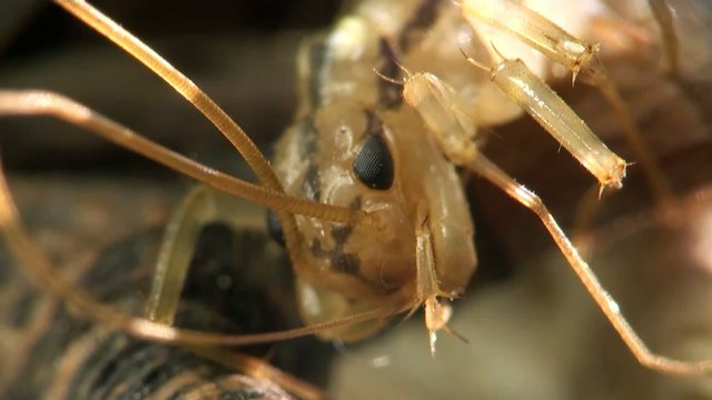 Insect macro: Scutigera coleoptrata s the house centipede or hundred-legged is a typically yellowish centipede