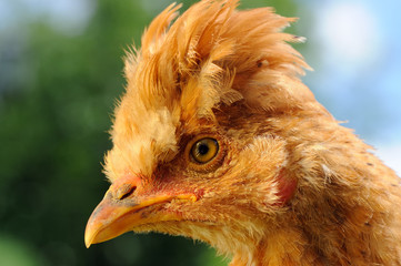 Cute Red Crested Baby Chicken in Profile