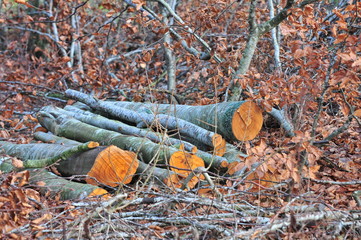 Obraz premium Bosco Incantato