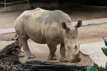 Fototapeta premium Rhinoceros