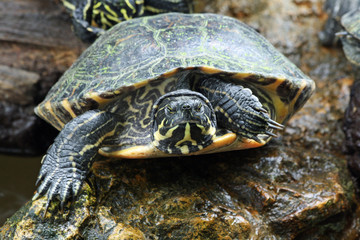 TIERE_1213_Gelbwangen-Schmuckschildkroete