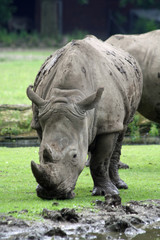 Fototapeta premium TIERE_1290_Breitmaulnashorn