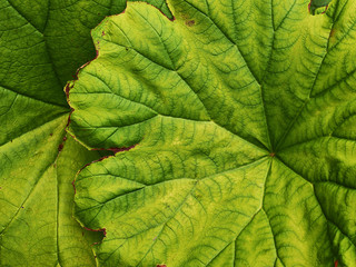 Green leave close-up