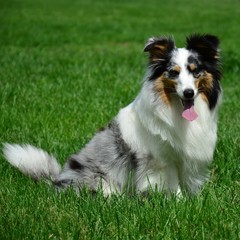 CHIENNE SHETLAND A ROBE MERLE