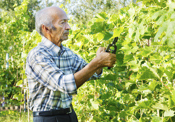 Senior man cutting vine