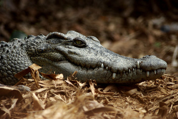crocodile