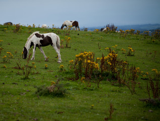 Irlandia widok koń młody kucyk źrebak - obrazy, fototapety, plakaty