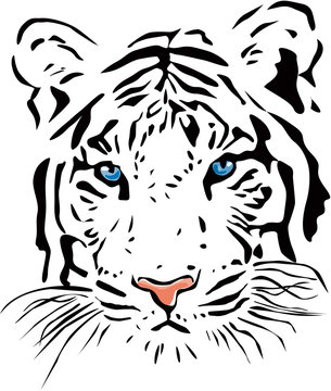 White tiger
