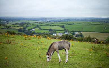 Irlandia widok koń młody kucyk źrebak - obrazy, fototapety, plakaty