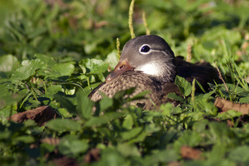 kaczka © Henryk Olszewski