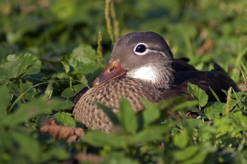 kaczka © Henryk Olszewski