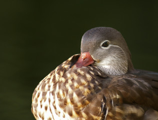 kaczka © Henryk Olszewski