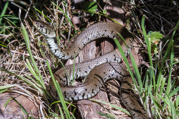 Naklejka premium Grass Snake