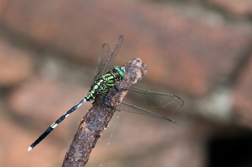 green dragonfly  close up ,thailand