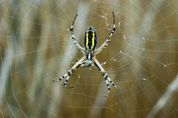 Ragno nella ragnatela