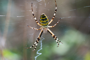 Ragno nella ragnatela