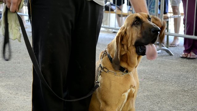 Chien de Saint Hubert Cane di Sant'uberto