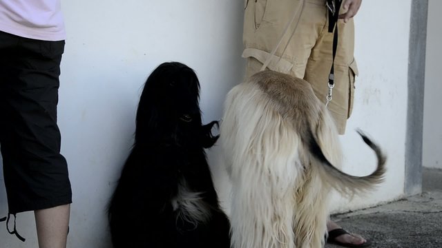 아프간 하운드 Afghan Hound Levriero Afgano