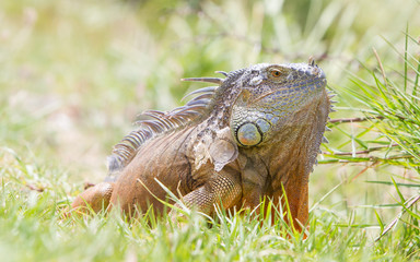 Iguana (Iguana iguana)