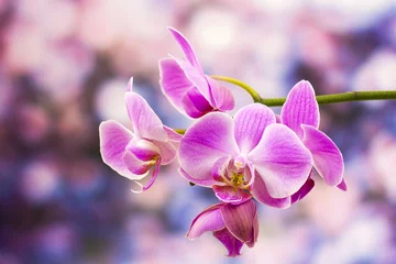 Papier Peint photo Lavable Orchidée Beautiful pink orchid  - phalaenopsis