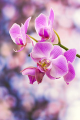 Mooie roze orchidee - phalaenopsis