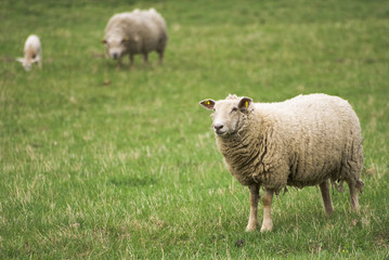 Naklejka na ściany i meble Sheep on pasture
