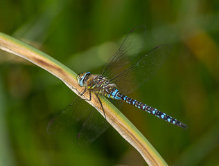 dragonfly in the garden