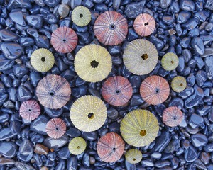 variety of colorful sea urchins on black pebbles beach