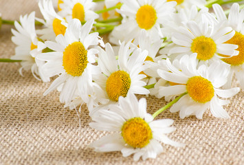 Obraz premium Bouquet of daisies