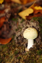 White mushroom on forest outdoor nature