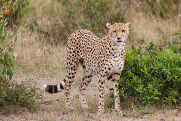 Gepard