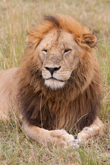 Obraz premium Löwe - Masai Mara