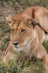 Obraz na płótnie Canvas Löwin-Masai Mara