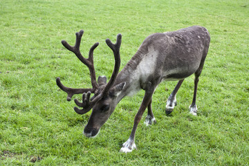 eindeer grazing in a field on grass