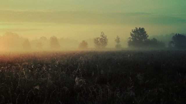 Wild meadow in spring. Full HD footage.