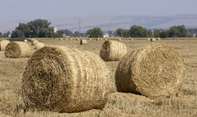 Fototapeta premium Hay Bale Scenery