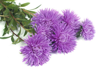 Fragrant bouquet of autumn flowers asters isolated on white