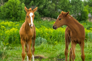 Fototapeta na wymiar Horse Foal in field