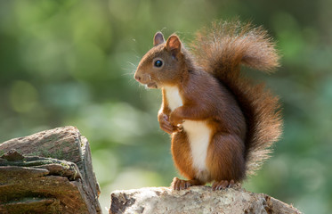 Écureuil roux dans la forêt
