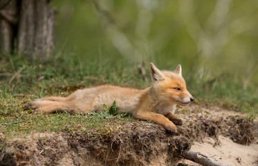 Naklejka na ściany i meble Red fox Cub resting