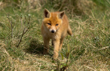 Naklejka na ściany i meble Red fox Cub