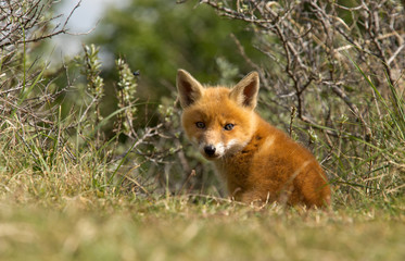 Naklejka na ściany i meble Red fox Cub