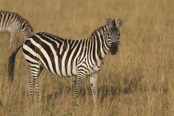 Fototapeta na wymiar Zebra stoi w suchej trawy