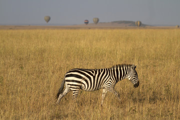 Obraz na płótnie Canvas Zebra i załogowych balonów w Serengeti Mara ekosystemu